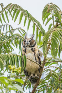 Ecuador